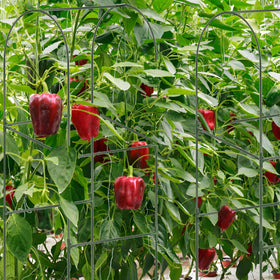 7Queen foldable cucumber trellis designed for easy storage and transport.