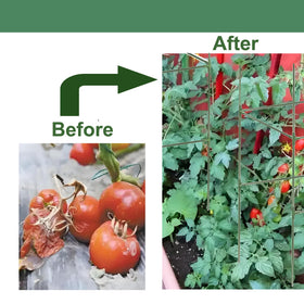 7Queen plant support kit showing stakes and connectors for quick setup.