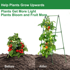 7Queen Equal Tee and Equal Cross design stabilizing cucumber, bean and tomato growth
