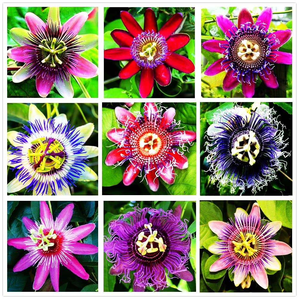 99roadsgarden passion flower seeds mixed color pack showing vibrant blooms for a colorful garden.