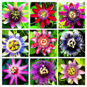 99roadsgarden passion flower seeds mixed color pack showing vibrant blooms for a colorful garden.
