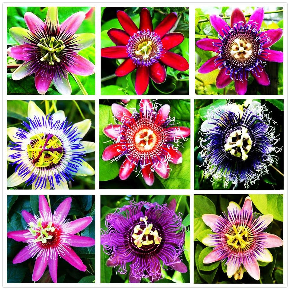 99roadsgarden passion flower seeds mixed color pack showing vibrant blooms for a colorful garden.