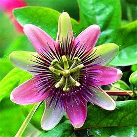 Perennial passion vine blooming along a garden border by 99roadsgarden.