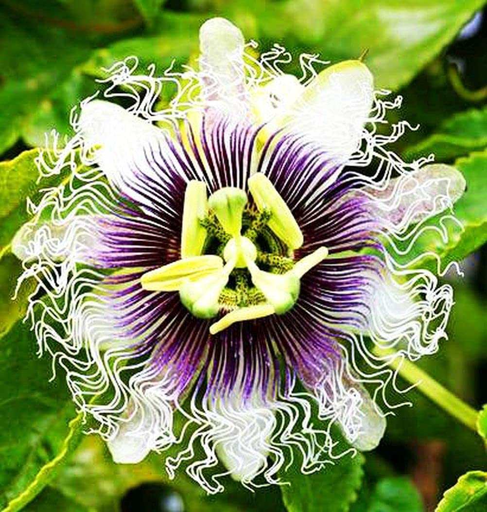 Pollinator-friendly passion flowers from 99roadsgarden brightening garden beds and attracting insects.