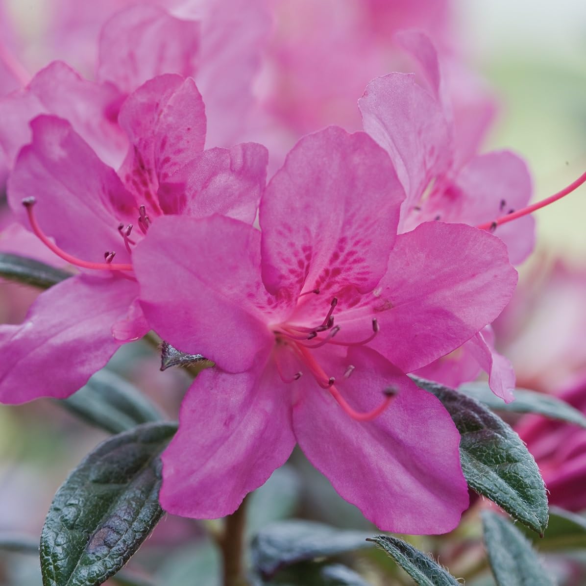 Encore Azalea Autumn Amethyst dense foliage provides year-round evergreen interest for gardens.