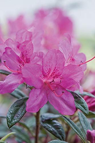 Specimen planting creates a focal point with lush green foliage and vibrant blooms.