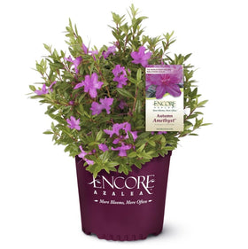 Encore Azalea Autumn Amethyst spring blooms brighten borders with vibrant purple-pink color.