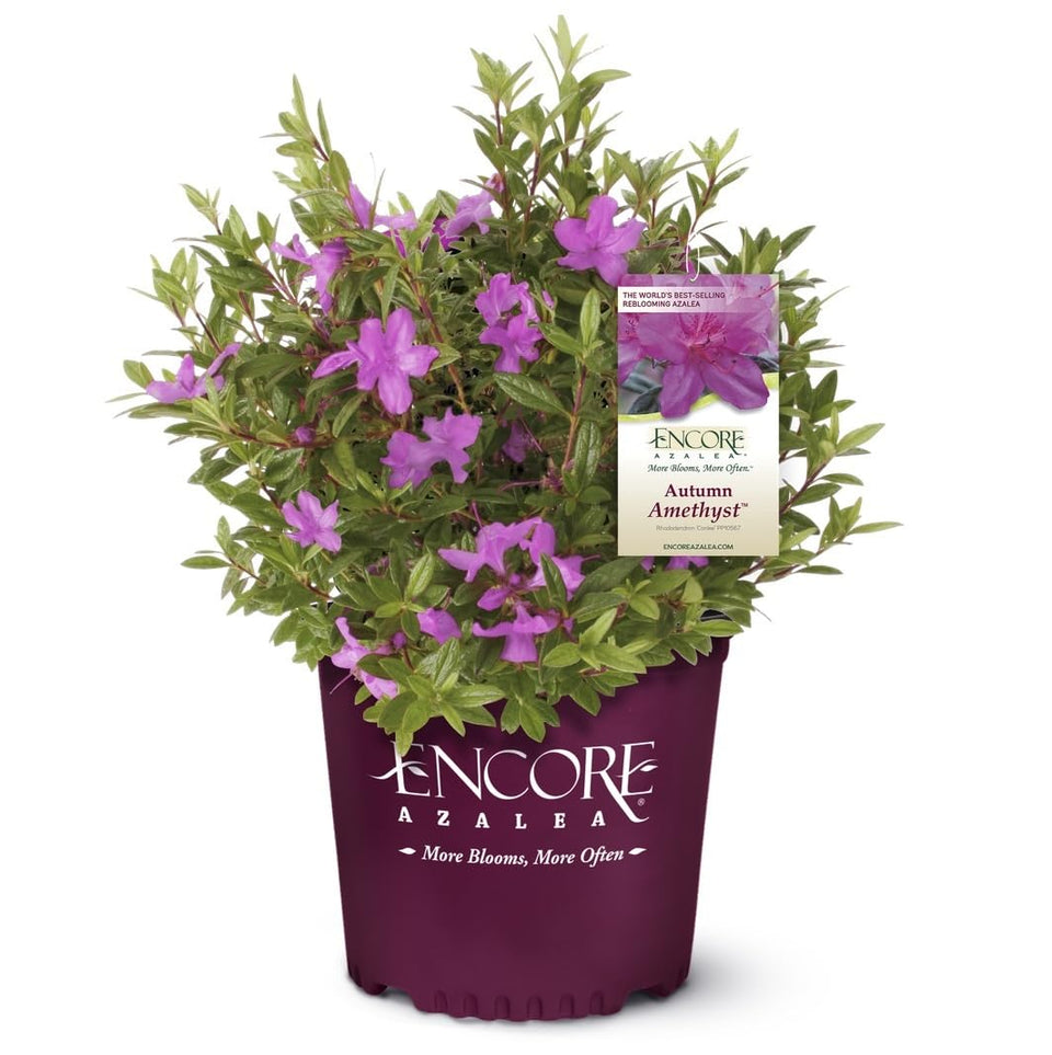 Encore Azalea Autumn Amethyst spring blooms brighten borders with vibrant purple-pink color.