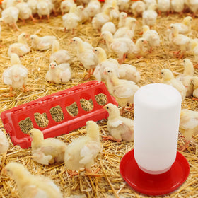 Abustle Pig Durable Plastic Construction, long-lasting chick feeder and waterer