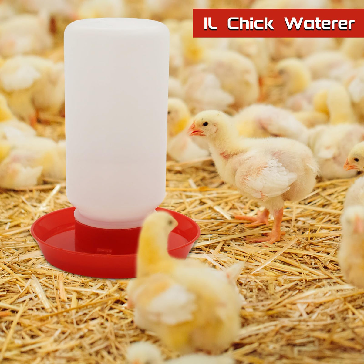 Abustle Pig Easy Fill and Clean, convenient daily setup for small poultry