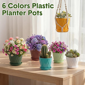 Acellegic 4inch pots on desks brighten office and study spaces.