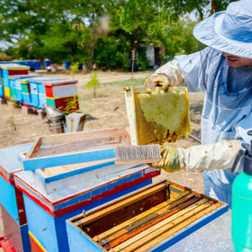 Acostop brush helps remove wax and residues for cleaner hive surfaces.