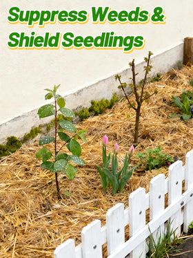 Acostop wheat straw supports soil moisture balance and erosion protection in beds.
