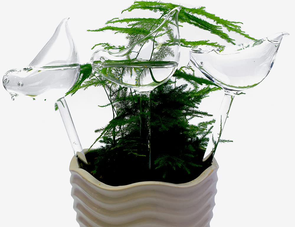 Adabocute decorative glass globe adds charm to home or office plant displays.