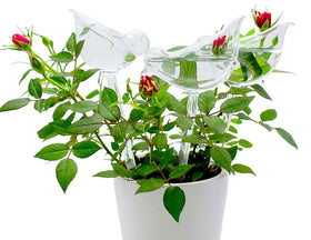 Adabocute glass watering globe shows water level for simple outdoor plant care.