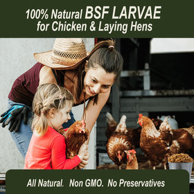 Adaman BSF larvae close-up shows protein-rich nutrition for poultry.