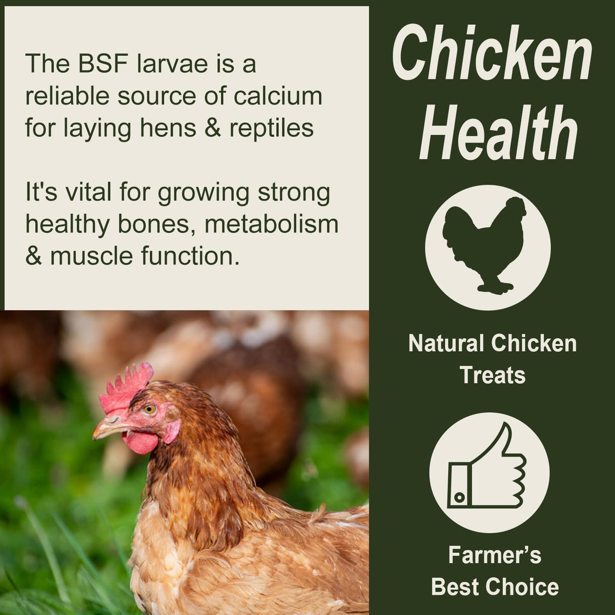 Adaman BSF larvae serve bearded dragons and birds as a protein-rich treat.
