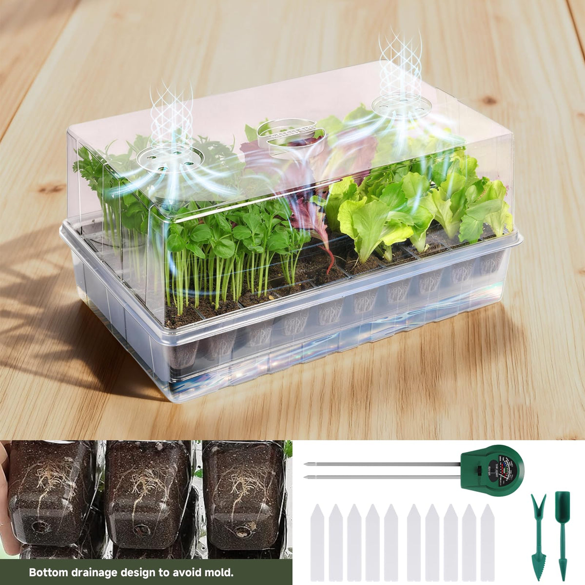 Adawook seedling in tray demonstrates sturdy stems ready for transplant