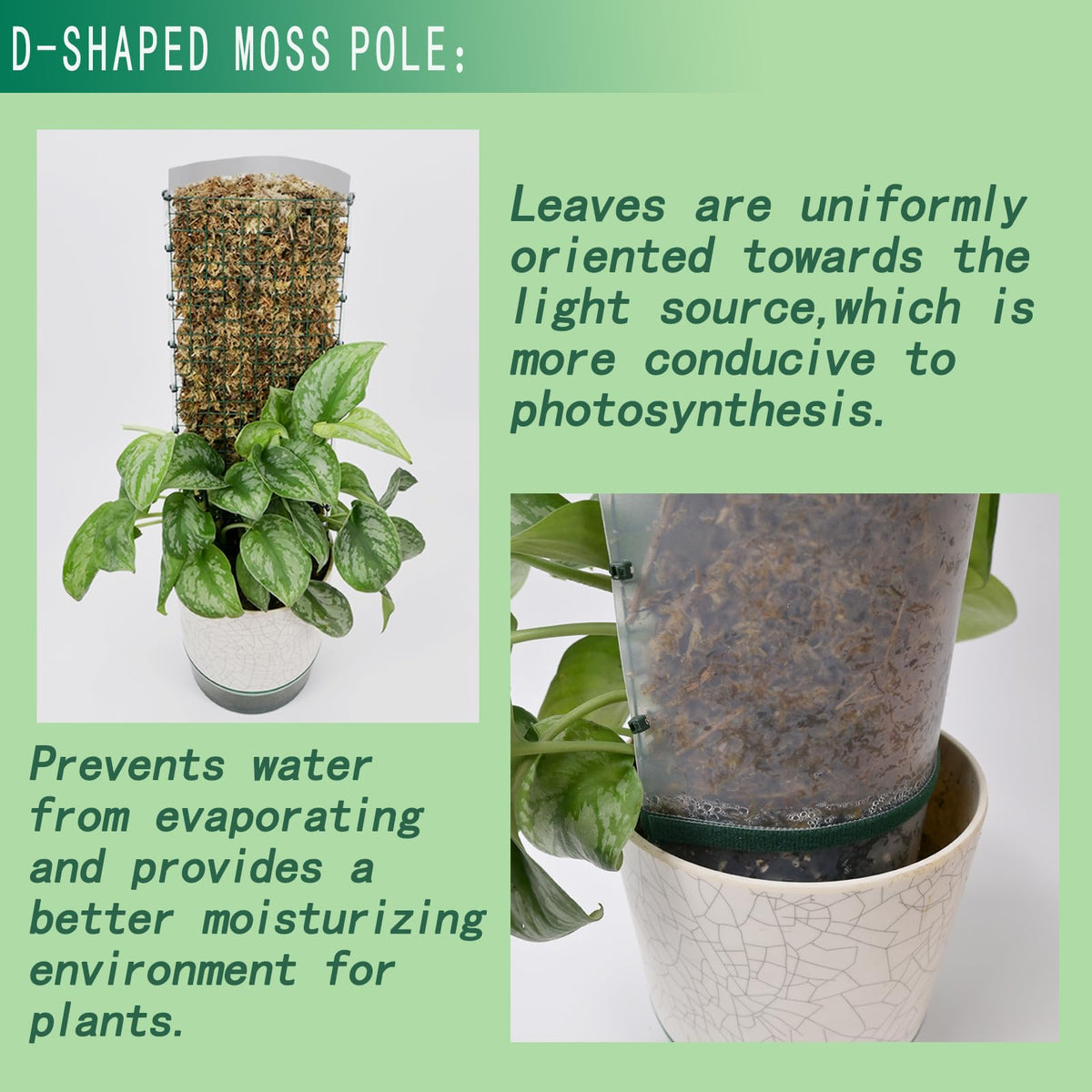 ADGYULB 6ft round moss pole ready to guide taller climbers.