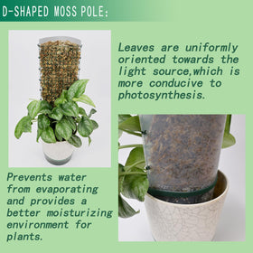 ADGYULB 6ft round moss pole ready to guide taller climbers.