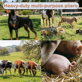 ADGYULB Goat Banding Kit rings secured in place during application.