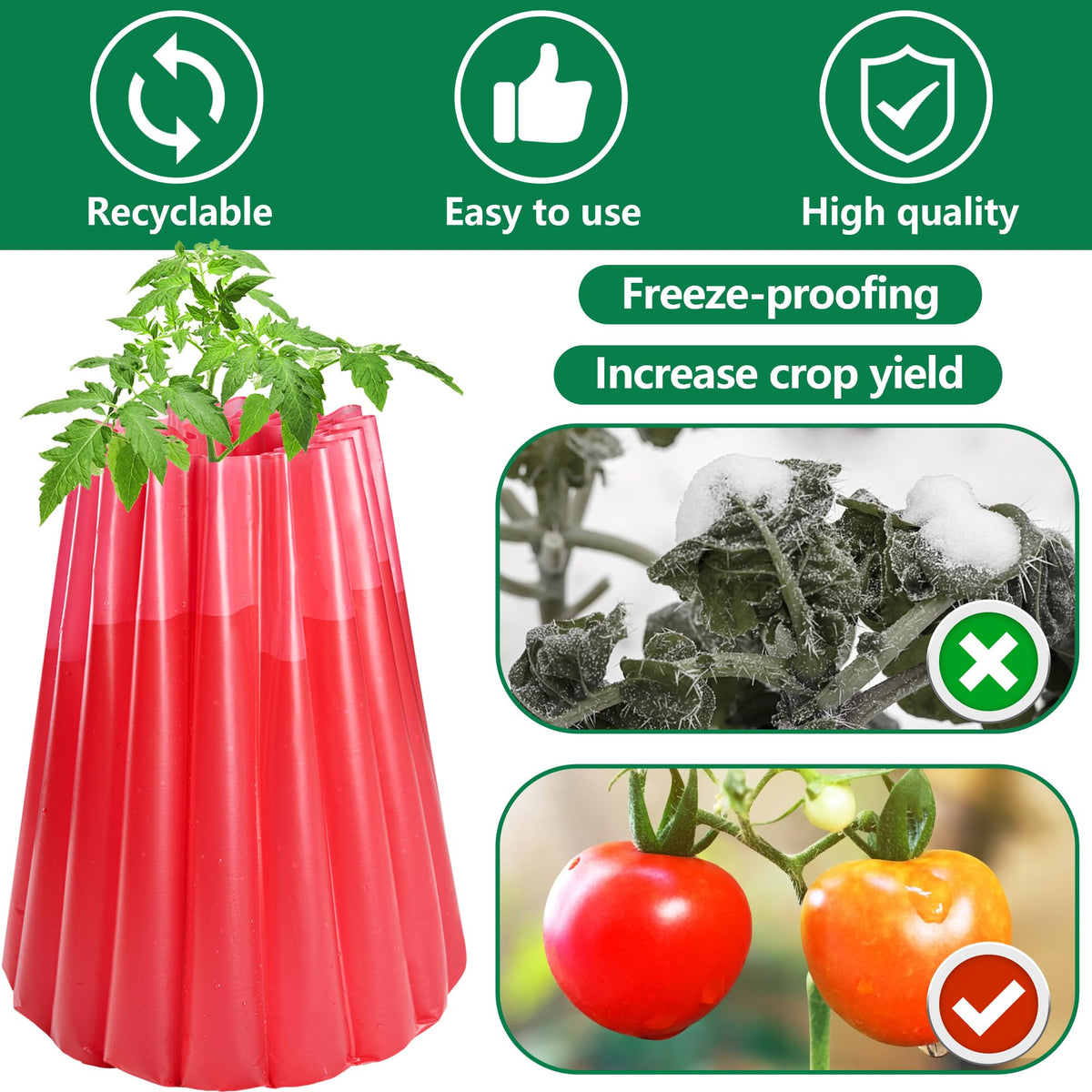 Adnee tomato row with protectors in place enabling early-season planting.