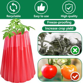 Adnee tomato row with protectors in place enabling early-season planting.