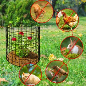 Adnee 12-inch plant cage provides room for seedlings.