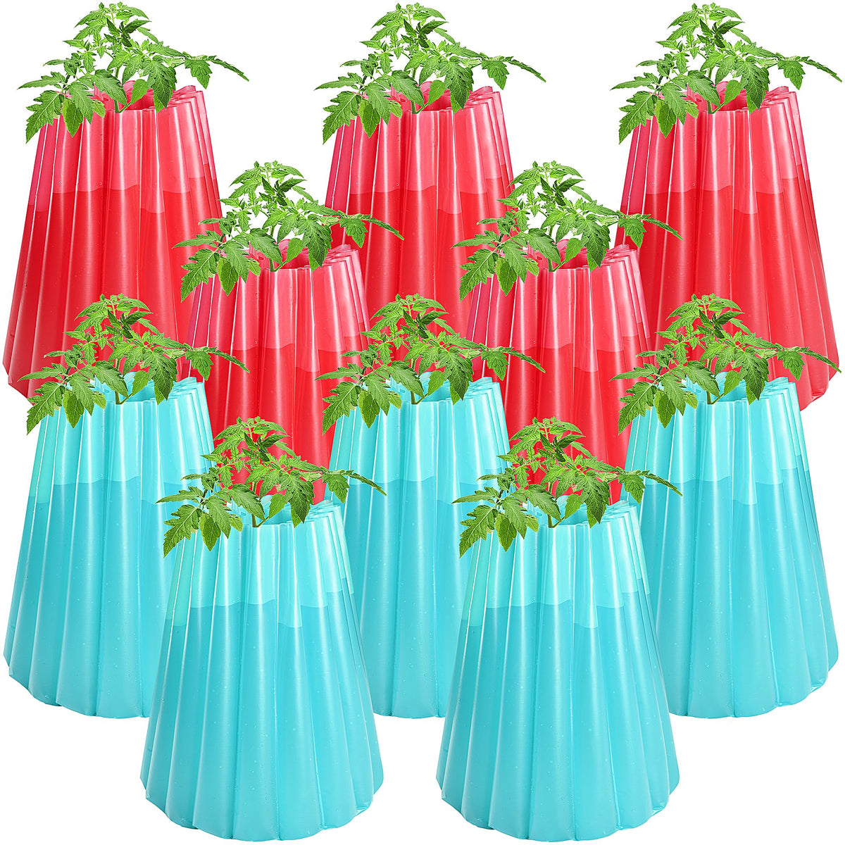 Adnee water-filled plant protectors in red and sky blue shielding tomatoes from frost and nibbling.