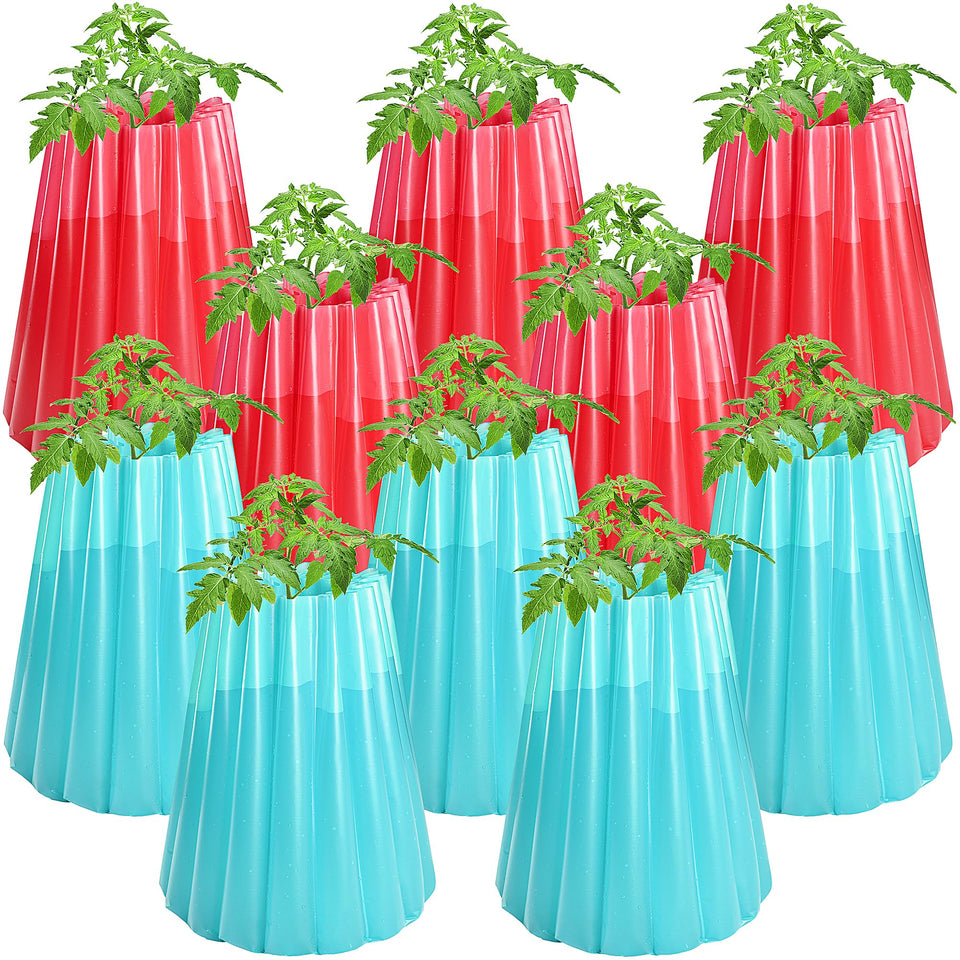Adnee water-filled plant protectors in red and sky blue shielding tomatoes from frost and nibbling.