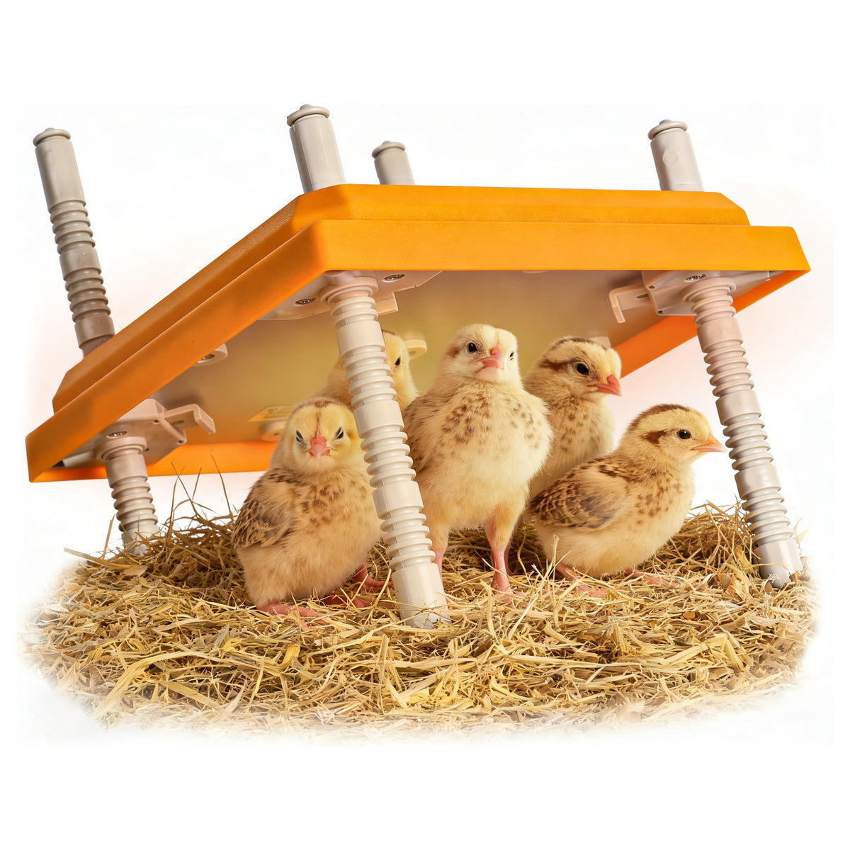 Adnkwolivt Brooder Plate heat distribution delivers even warmth for up to 15 chicks.