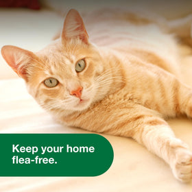 Advantage Spot and Crevice Spray treats box spring for flea control.