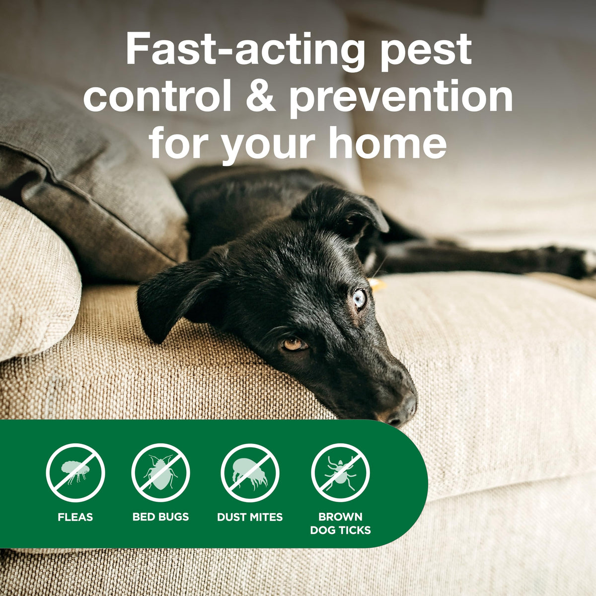 Advantage Spot and Crevice Spray on drapes near window deterring pests.