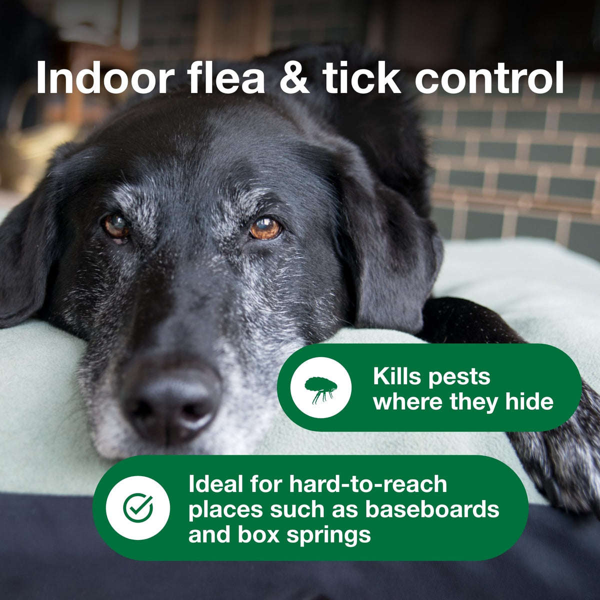 Advantage Spot and Crevice Spray for luggage to prevent pest transfer.