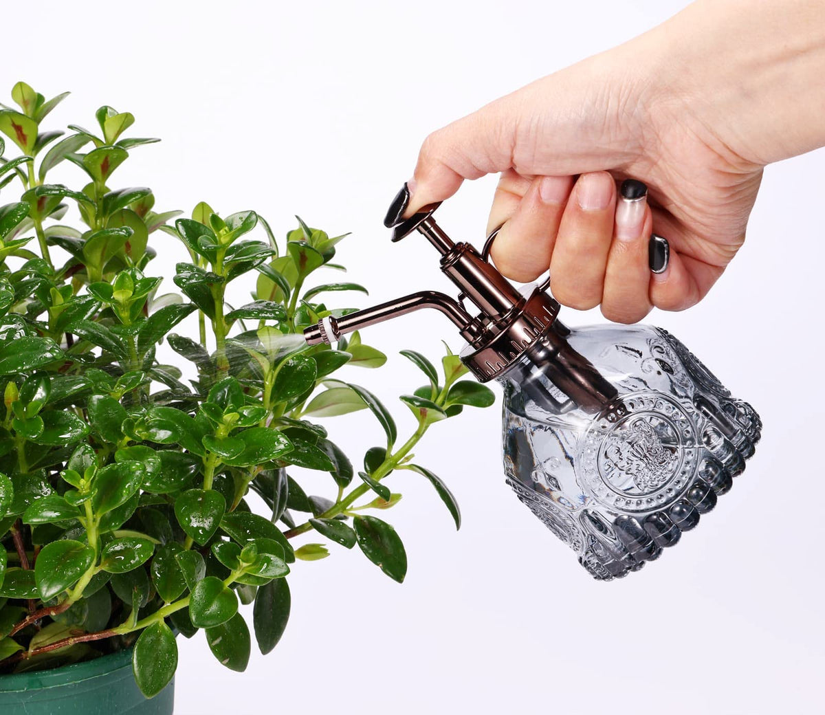 Aebor glass plant mister in use spritzes a fine mist for foliage