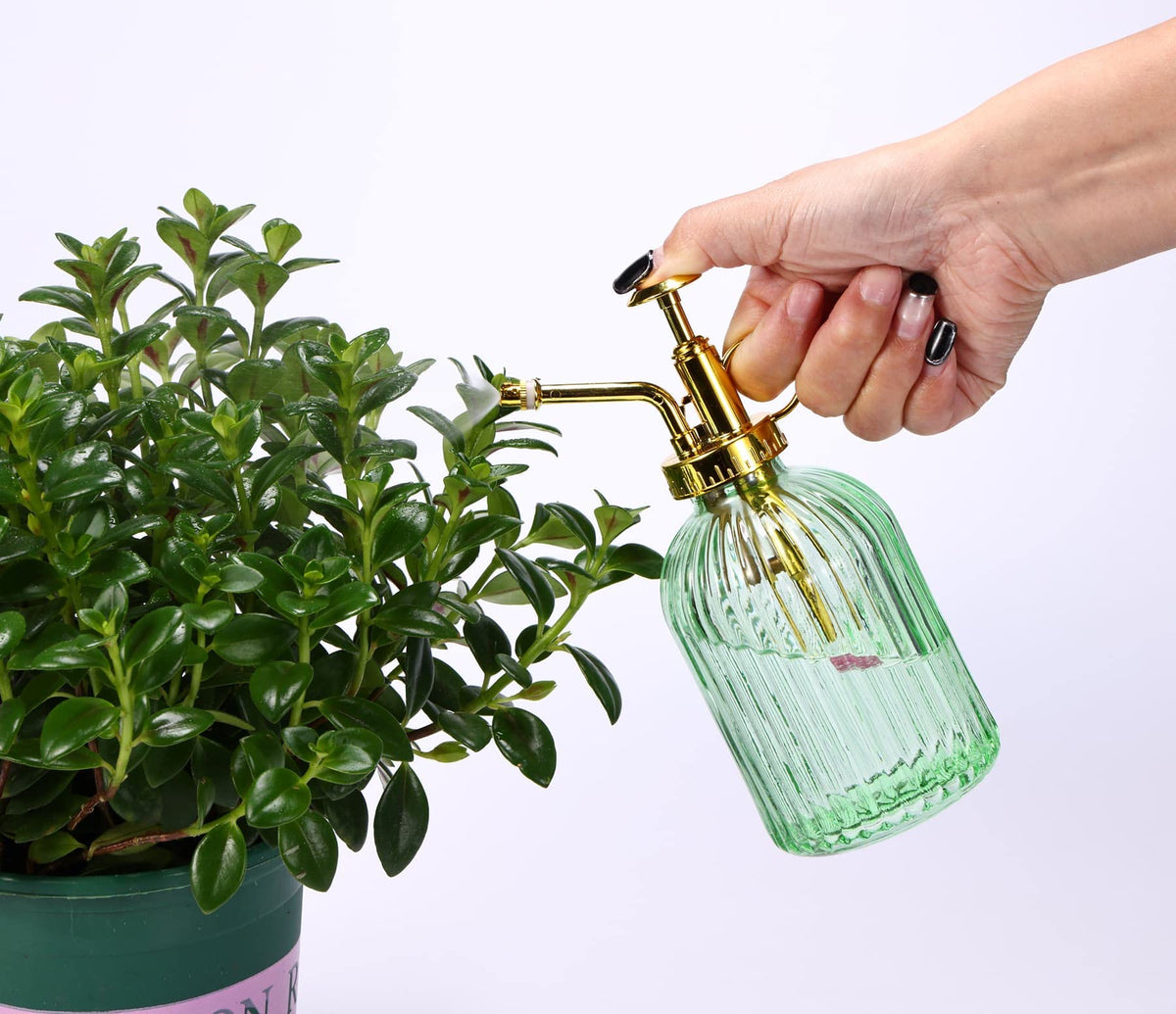 Aebor green-glass mist bottle offers decorative and refillable plant care