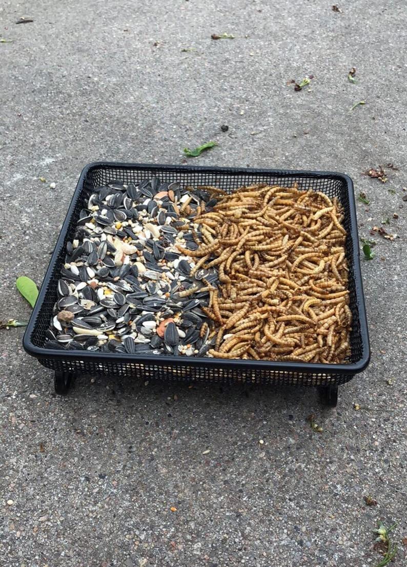 Aelean square feeder tray black outdoor decor enhances backyard wildlife viewing.