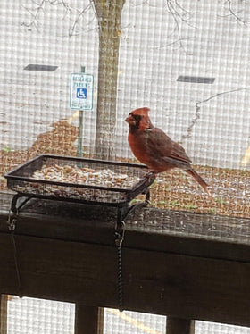 Aelean ground tray lets you observe birds up close while they feed.