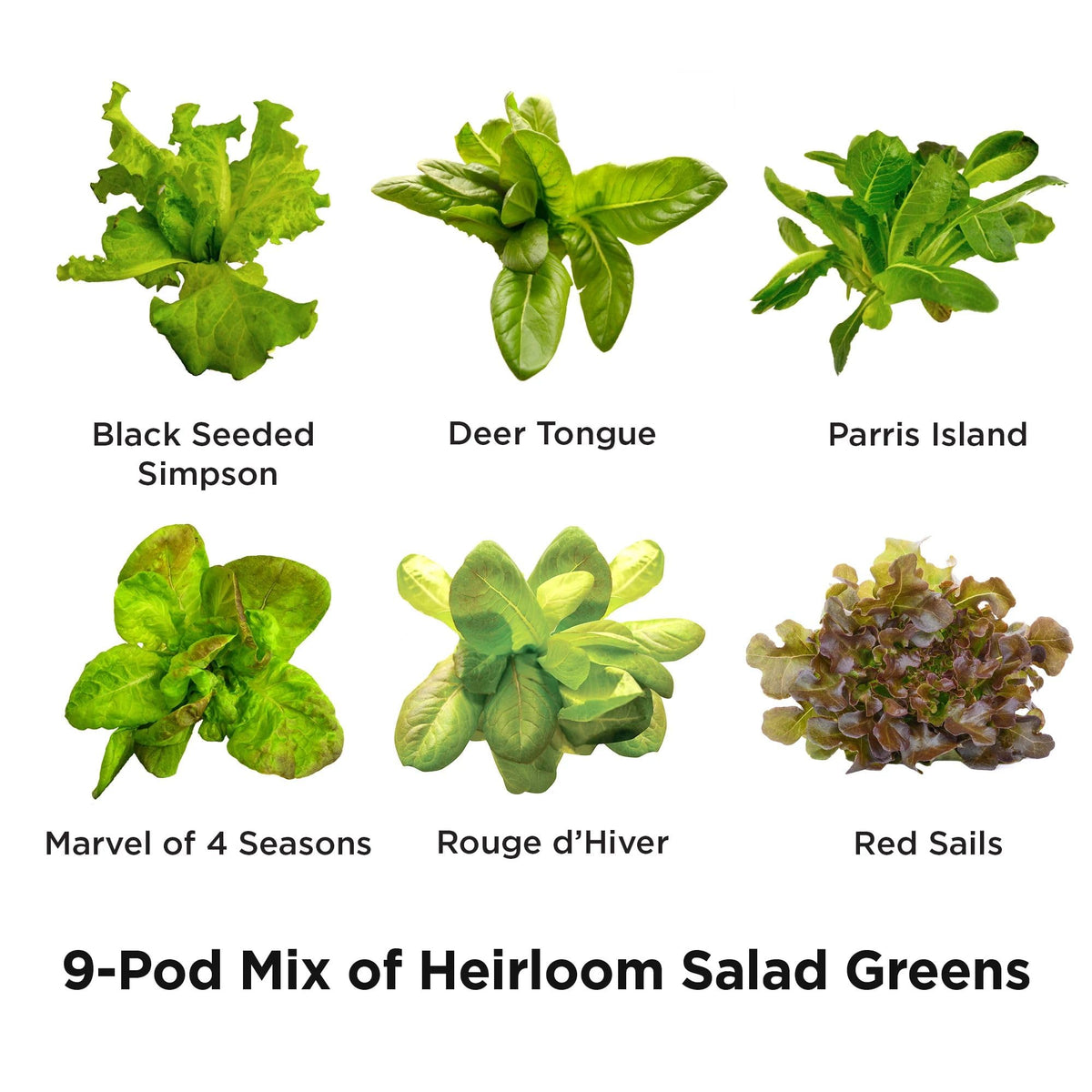 A compact AeroGarden countertop indoor garden ideal for year-round salads