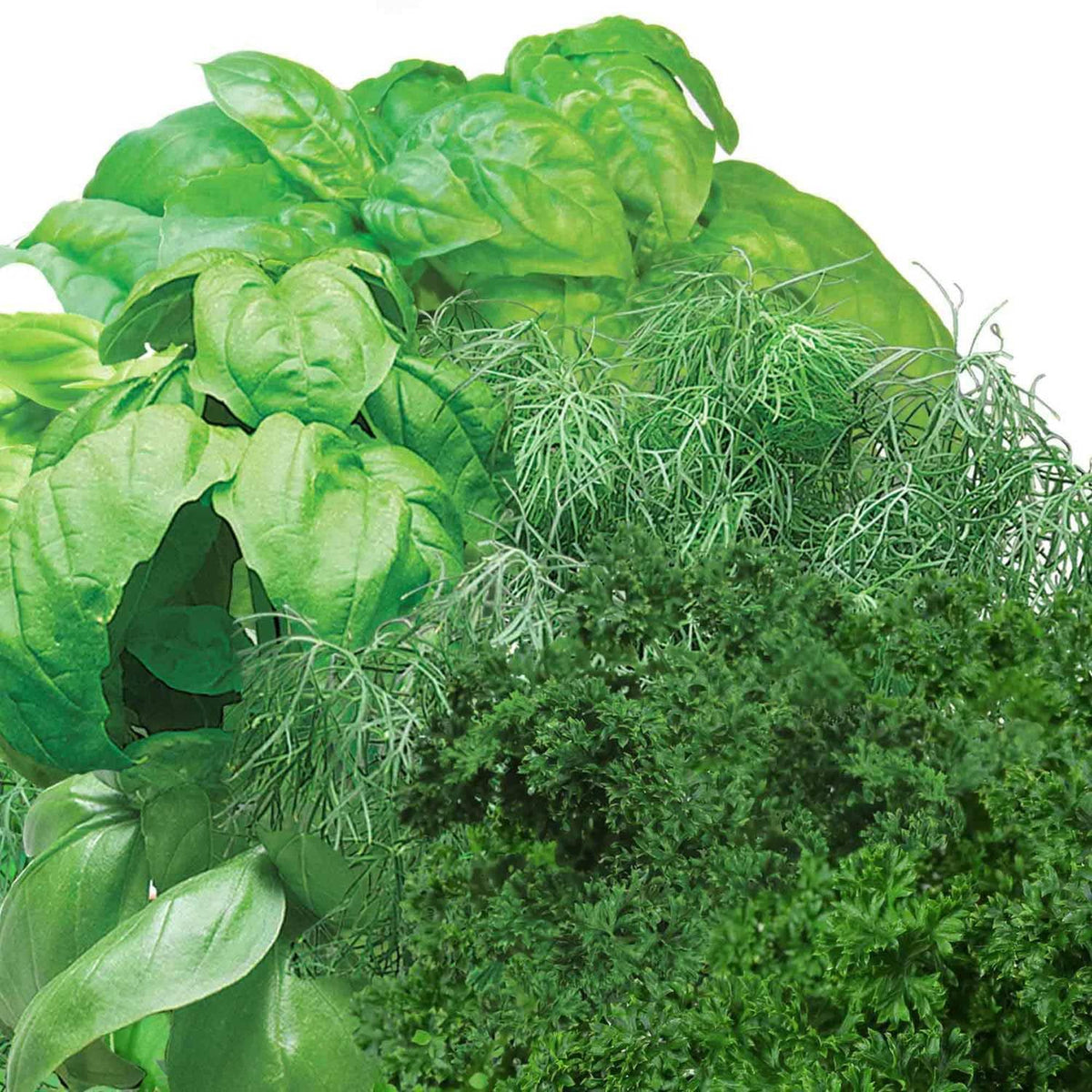 AeroGarden Gourmet Dill pod ready to harvest fresh flavors