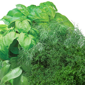 AeroGarden Gourmet Dill pod ready to harvest fresh flavors