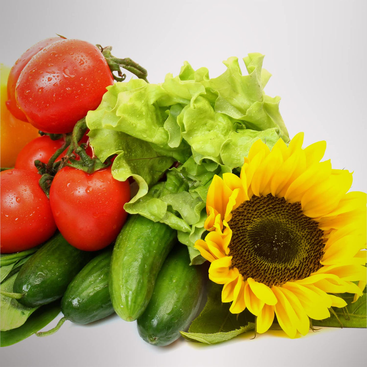 AeroGarden Grow Anything nutrient bottle for steady indoor plant feeding.