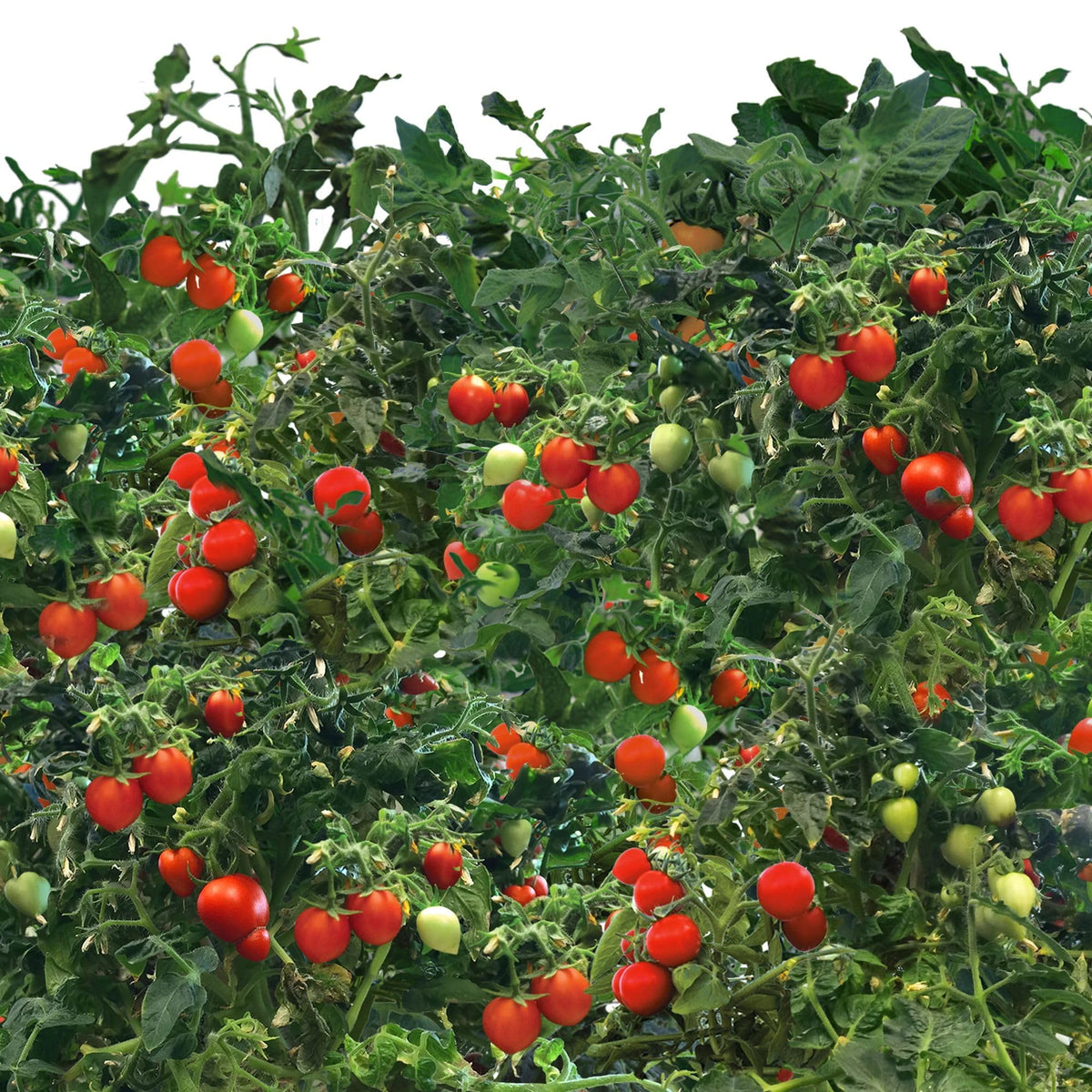 Growing guide included to help you start tomatoes successfully