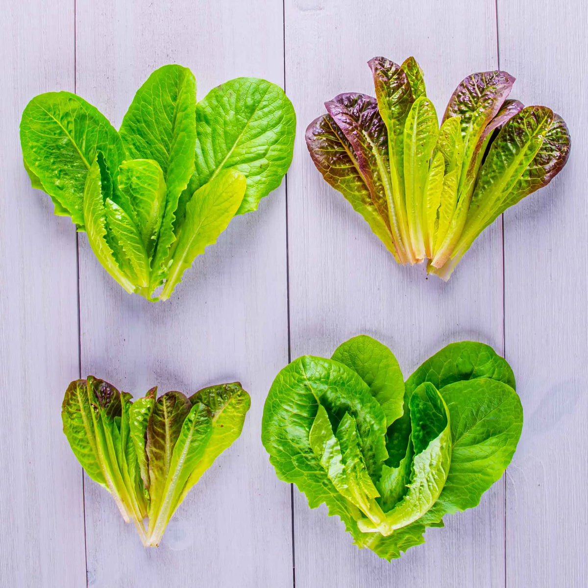AeroGarden growing guide included for easy indoor lettuce care.