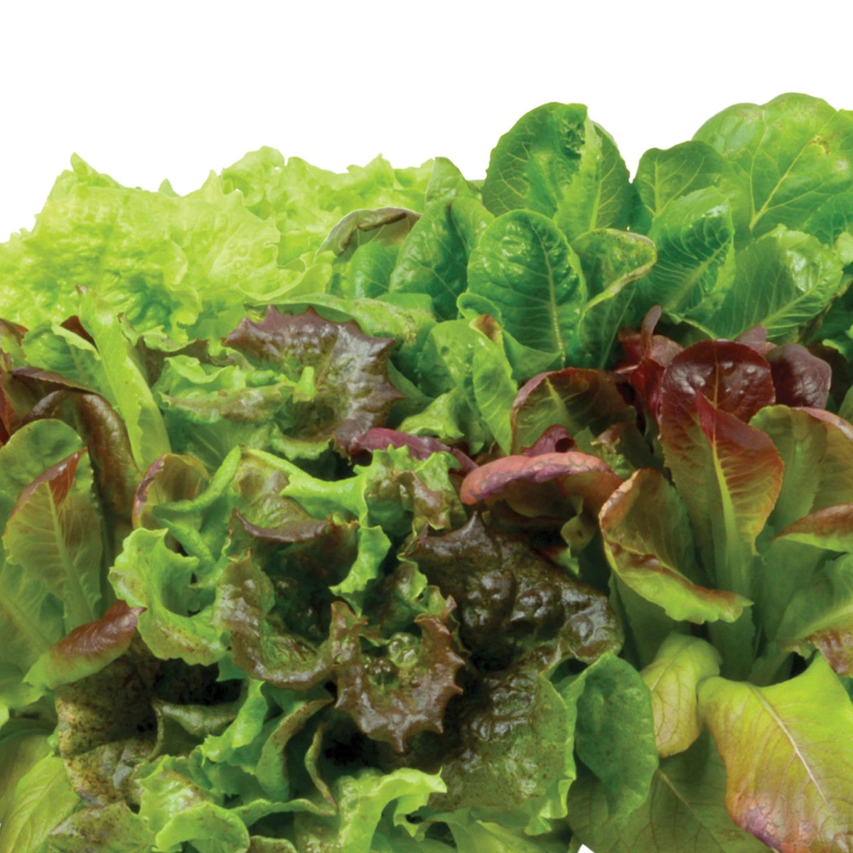 AeroGarden harvest-ready salad leaves glistening after growth for quick meals