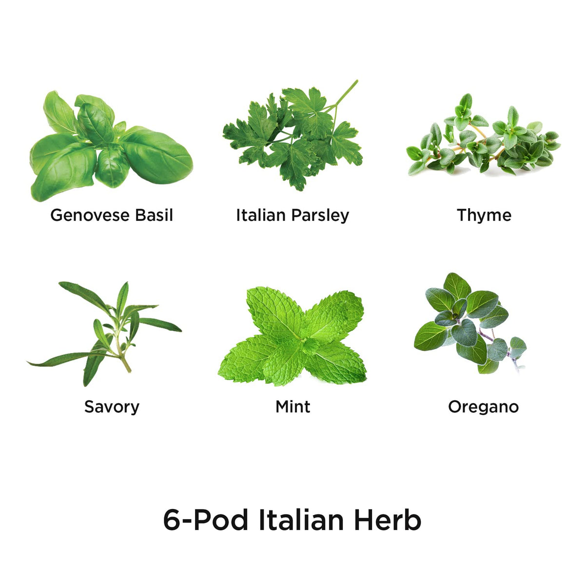 AeroGarden Italian herbs thriving in a home kitchen pod kit for vibrant recipes.