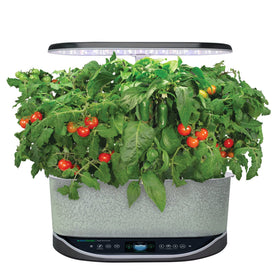 Jalapeño pepper pods poised for a spicy harvest in an AeroGarden.