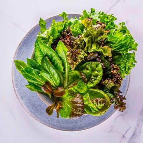 Harvest-ready romaine leaves slicing for salads from an AeroGarden.
