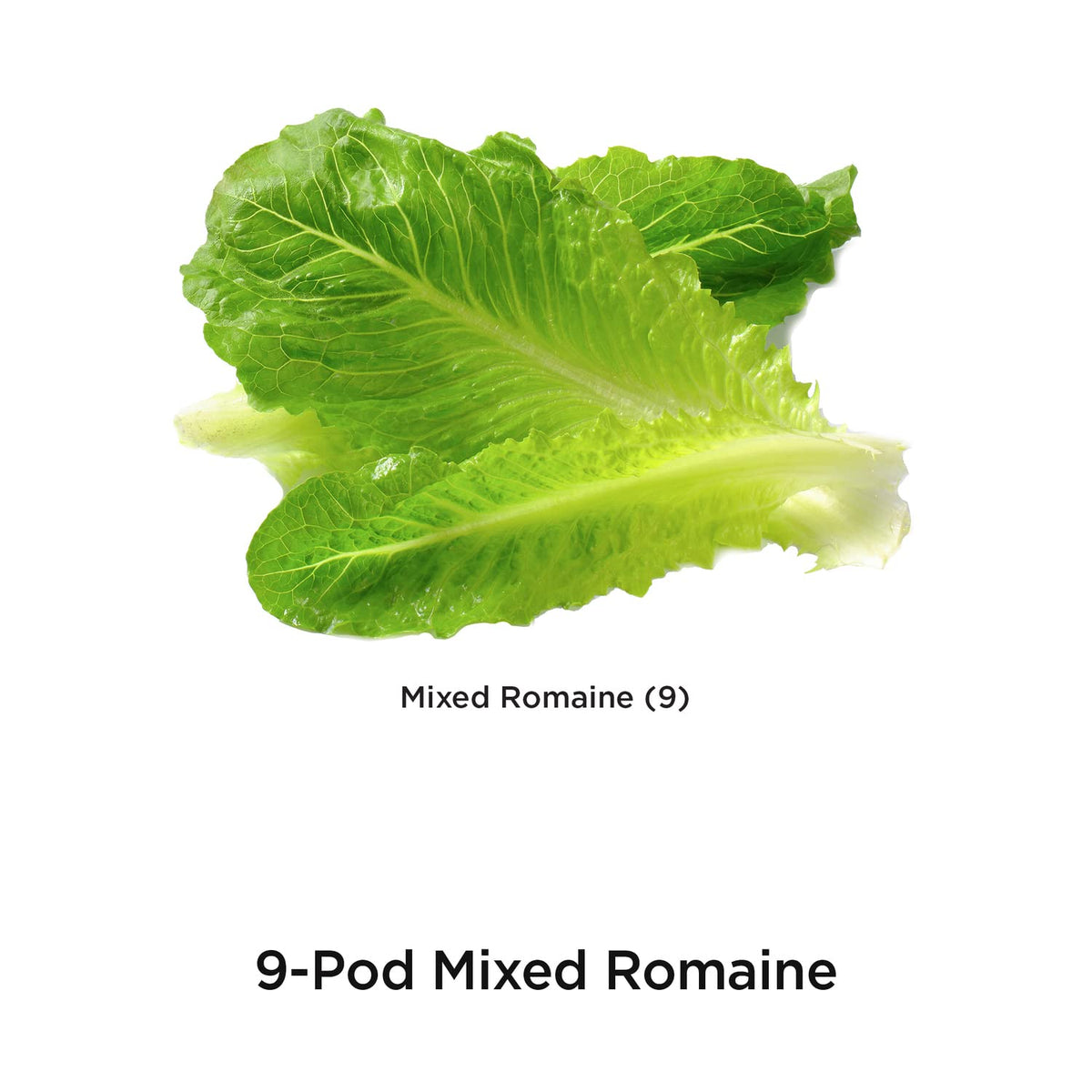 AeroGarden romaine germination in progress with red and green varieties.