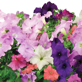AeroGarden 3 oz liquid nutrients bottle nourishes blooms.